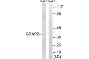 Western blot analysis of extracts from HuvEc cells, using GRAP2 Antibody. (GRAP2 Antikörper  (AA 121-170))
