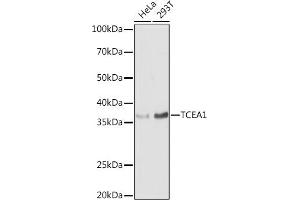 Western blot analysis of extracts of various cell lines, using TCE antibody (0541) at 1:1000 dilution. (TCEA1 Antikörper  (AA 80-180))
