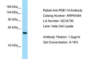 Western Blotting (WB) image for anti-phosphodiesterase 11A (PDE11A) (C-Term) antibody (ABIN971365) (PDE11A Antikörper  (C-Term))