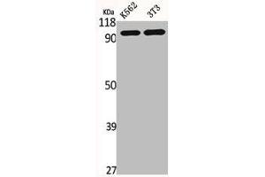 Western Blot analysis of K562 NIH-3T3 cells using HURP Polyclonal Antibody (DLGAP5 Antikörper  (C-Term))