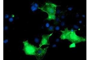 Anti-PDLIM2 mouse monoclonal antibody (ABIN2454447) immunofluorescent staining of COS7 cells transiently transfected by pCMV6-ENTRY PDLIM2 (RC210022). (PDLIM2 Antikörper)