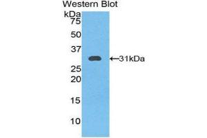 Western Blotting (WB) image for anti-Kallikrein 11 (KLK11) (AA 39-282) antibody (ABIN1859549) (Kallikrein 11 Antikörper  (AA 39-282))