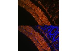Immunofluorescence analysis of rat colon using α-Smooth Muscle Actin  Rabbit mAb (ABIN7265392) at dilution of 1:100 (40x lens). (Smooth Muscle Actin Antikörper)