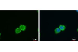 ICC/IF Image SFXN4 antibody detects SFXN4 protein at cytoplasm by immunofluorescent analysis. (Sideroflexin 4 Antikörper)