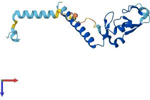 RNF181 Protein (AA 1-153) (His tag)
