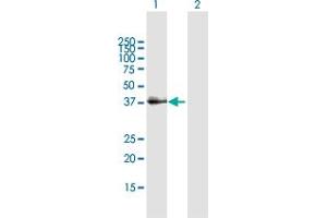 Western Blot analysis of SFTPD expression in transfected 293T cell line by SFTPD MaxPab polyclonal antibody. (SFTPD Antikörper  (AA 1-375))