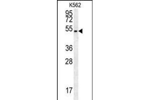 HHAT Antibody (N-term) (ABIN651694 and ABIN2840363) western blot analysis in K562 cell line lysates (35 μg/lane).
