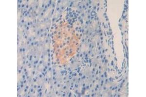 IHC-P analysis of Mouse Tissue, with DAB staining. (PLAT Antikörper  (AA 359-532))