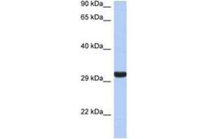 Image no. 1 for anti-Granzyme K (Granzyme 3, Tryptase II) (GZMK) (AA 143-192) antibody (ABIN6743353) (GZMK Antikörper  (AA 143-192))