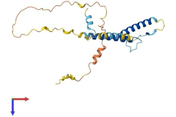 HAND2 Protein (AA 1-217) (His tag)