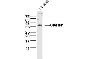 Hcclm3 lysates probed with CIAPIN1 Polyclonal Antibody, unconjugated  at 1:300 overnight at 4°C followed by a conjugated secondary antibody for 60 minutes at 37°C. (CIAPIN1 Antikörper  (AA 51-150))