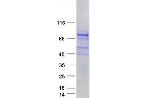 Western Blotting (WB) image for SHC (Src Homology 2 Domain Containing) Family, Member 4 (SHC4) protein (Myc-DYKDDDDK Tag) (ABIN2731994)
