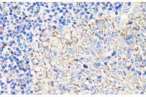 Immunohistochemistry of paraffin-embedded Human tonsil using FKBP1A Polyclonal Antibody at dilution of 1:200 (40x lens). (FKBP1A Antikörper)