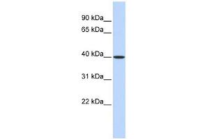 MAT2B antibody used at 1 ug/ml to detect target protein.