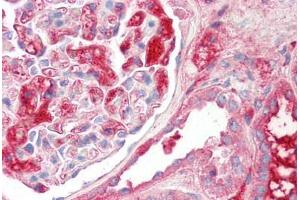 Image no. 2 for anti-Kininogen 1 (KNG1) (AA 251-300) antibody (ABIN6749733) (KNG1 Antikörper  (AA 251-300))