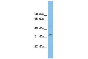 SECTM1 antibody used at 1 ug/ml to detect target protein. (SECTM1 Antikörper  (Middle Region))