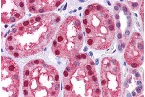 Human Kidney: Formalin-Fixed, Paraffin-Embedded (FFPE) (BMP7 Antikörper  (AA 165-214))