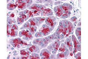 Anti-ELOVL7 antibody IHC of human pancreas. (ELOVL7 Antikörper  (N-Term))