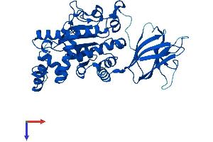 SEC14L4 Protein (AA 1-406) (His tag)