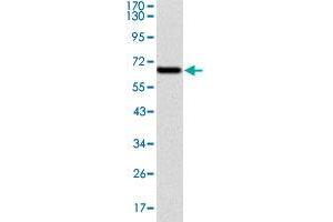 Western blot analysis using CYP1A1 monoclonal antibody, clone 6G5  against human CYP1A1 (aa : 203-461) recombinant protein.
