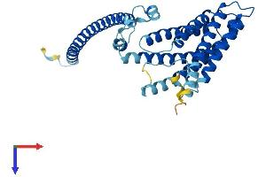 AlphaFold protein structure predicition of Human Recombinant TMEM120A Protein, UniprotID Q9BXJ8
