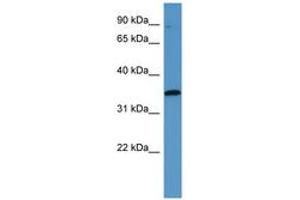 Image no. 1 for anti-Mitogen-Activated Protein Kinase-Activated Protein Kinase 3 (MAPKAPK3) (C-Term) antibody (ABIN6746803) (MAPKAP Kinase 3 Antikörper  (C-Term))