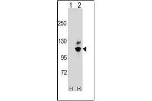 Western blot analysis of GNL2 (arrow) using GNL2 / NGP1 Antibody (N-term) Cat.