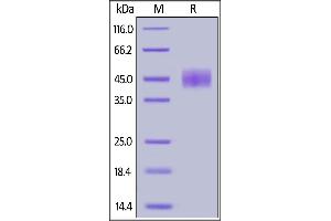 Human CD24, Fc Tag on  under reducing (R) condition. (CD24 Protein (AA 27-59) (Fc Tag))