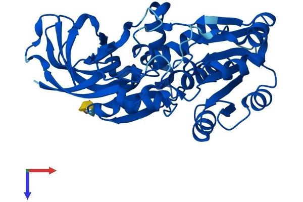 PTGR2 Protein (AA 1-351) (His tag)