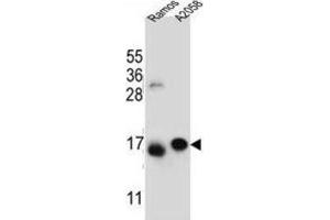 Western Blotting (WB) image for anti-Eukaryotic Translation Initiation Factor 5A-Like 1 (EIF5AL1) antibody (ABIN2996478)