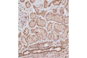 Immunohistochemical analysis of ABIN6242882 on paraffin-embedded Human kidney tissue. (VDAC2 Antikörper  (N-Term))
