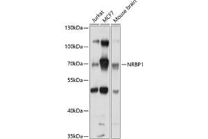 Western blot analysis of extracts of various cell lines, using NRBP1 antibody (ABIN6132425, ABIN6144845, ABIN6144846 and ABIN6214502) at 1:1000 dilution. (NRBP1 Antikörper  (AA 406-535))