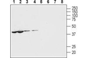 Western blot analysis of mouse (lanes 1 and 5) and rat (lanes 2 and 6) heart lysates and mouse (lanes 3 and 7) and rat (lanes 4 and 8) brain membranes: - 1-4. (PANX1 Antikörper  (Intracellular, N-Term))
