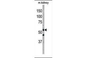 Western blot analysis of anti-G4D Pab 1811b in mouse kidney tissue lysate. (ATG4D Antikörper  (AA 220-249))