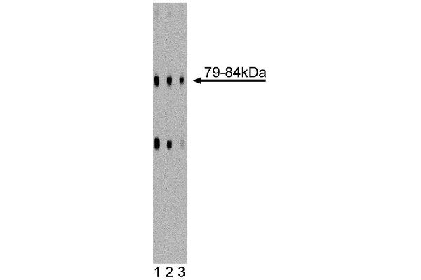 CSRP2 Antikörper  (AA 601-722)