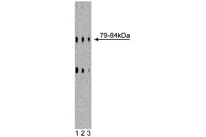 CSRP2 Antikörper  (AA 601-722)