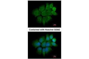 ICC/IF Image Immunofluorescence analysis of paraformaldehyde-fixed A431, using Cytokeratin 2, antibody at 1:200 dilution. (Keratin 2 Antikörper)