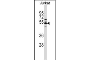 VPS4B Antibody (C-term) (ABIN657734 and ABIN2846719) western blot analysis in Jurkat cell line lysates (35 μg/lane). (VPS4B Antikörper  (C-Term))