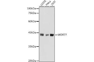 Western blot analysis of extracts of various cell lines, using WDR77 antibody (ABIN6128227, ABIN6150205, ABIN6150206 and ABIN6222948) at 1:1000 dilution. (WDR77 Antikörper  (AA 1-260))