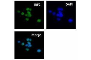 Immunofluorescence (IF) image for anti-Interferon Regulatory Factor 2 (IRF2) antibody (ABIN2665203)