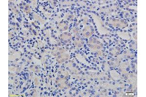 Formalin-fixed and paraffin embedded mouse kidney labeled with Rabbit Anti E cadherin/CD324 Polyclonal Antibody, Unconjugated (ABIN687682) at 1:200 followed by conjugation to the secondary antibody and DAB staining