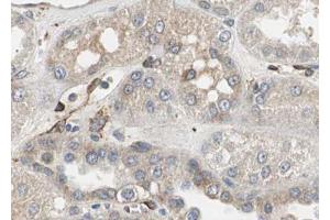 ABIN6267034 at 1/100 staining human Kidney tissue sections by IHC-P. (RPL31 Antikörper  (Internal Region))