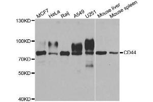 Western blot analysis of extracts of various cell lines, using CD44 antibody. (CD44 Antikörper  (AA 35-300))
