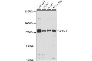 Western blot analysis of extracts of various cell lines, using ZNF16 antibody (ABIN7271459) at 1:1000 dilution. (ZNF16 Antikörper  (AA 1-210))