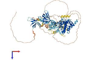 PKD2 Protein (AA 1-875) (His tag)
