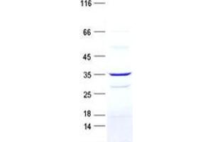 Validation with Western Blot (NMES1 Protein (GST tag,His tag))
