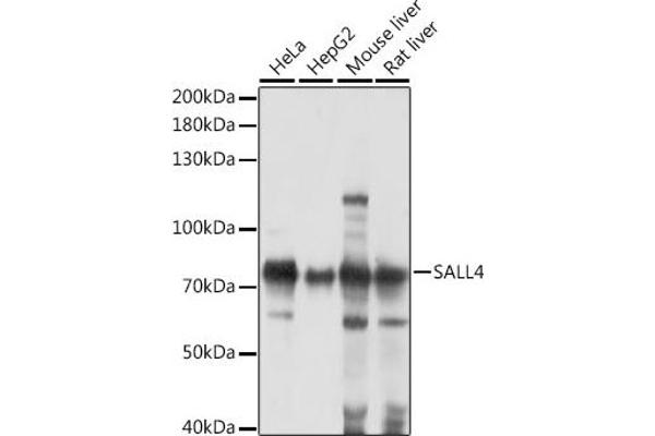 SALL4 抗体  (AA 853-1053)