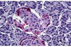 Human Pancreas: Formalin-Fixed, Paraffin-Embedded (FFPE) (PPY Antikörper  (AA 61-73))