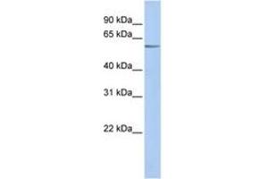 Image no. 1 for anti-Potassium Channel, Subfamily K, Member 10 (KCNK10) (AA 108-157) antibody (ABIN6742572) (KCNK10 Antikörper  (AA 108-157))