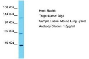 Image no. 1 for anti-Discs, Large Homolog 3 (DLG3) (AA 201-250) antibody (ABIN6750501) (DLG3 Antikörper  (AA 201-250))